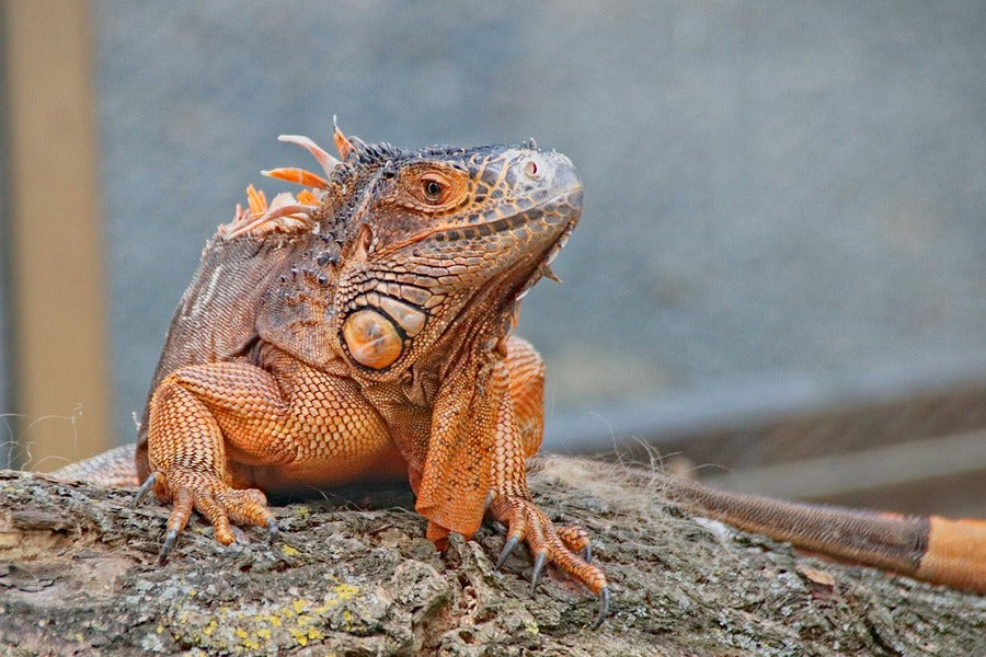 Iguana Reptiles Closeup Photograph Print 100% Australian Made