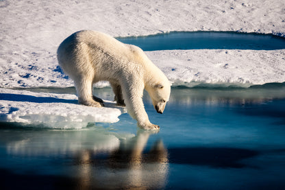 Polar Bear on Melting Ice Cap Photograph Print 100% Australian Made