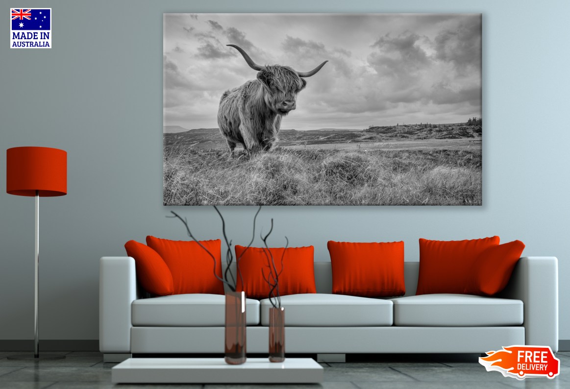 Highland Cow Black & White Photograph Print 100% Australian Made