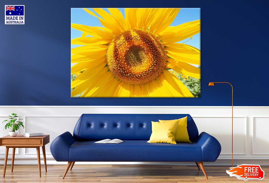 Sunflower & Blue Sky Closeup View Photograph Print 100% Australian Made
