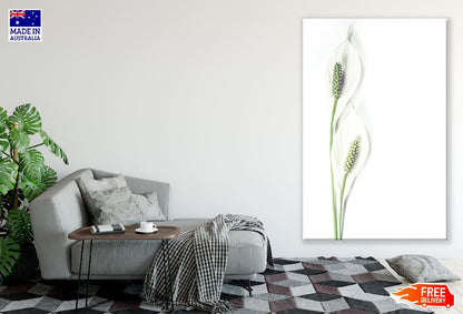 White Lilies Closeup Photograph Print 100% Australian Made