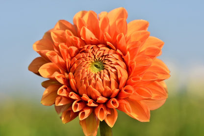 Orange Dahlia Flower Closeup Photograph Print 100% Australian Made