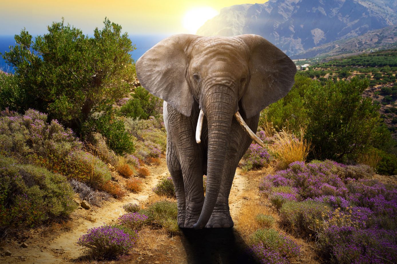 Elephant Walking Sunset Photograph Print 100% Australian Made