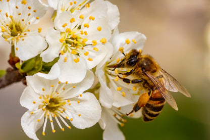Bee on Cherry Blossom Flowers Photograph Print 100% Australian Made