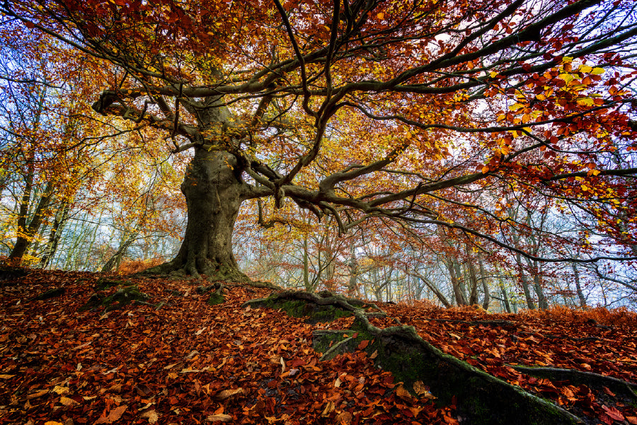 Autumn Oak Tree in Forest View Photograph Print 100% Australian Made