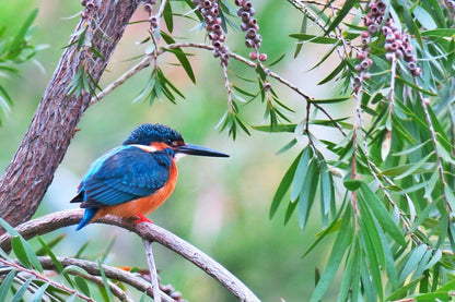 Kingfisher Bird on Tree Branch Photograph Print 100% Australian Made