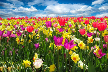 Colorful Tulip Fields Photograph Print 100% Australian Made
