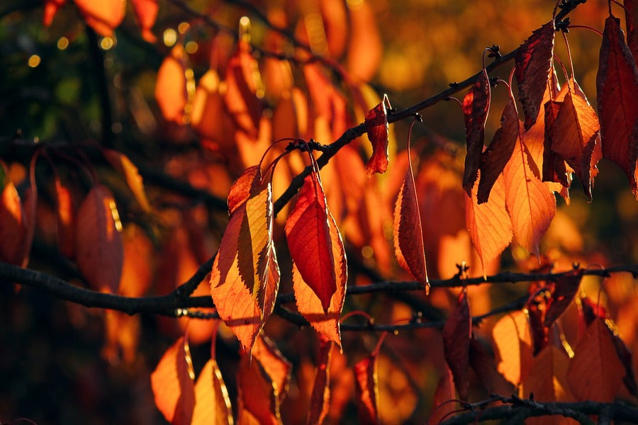 Orange Autumn Tree Leaves Photograph Print 100% Australian Made