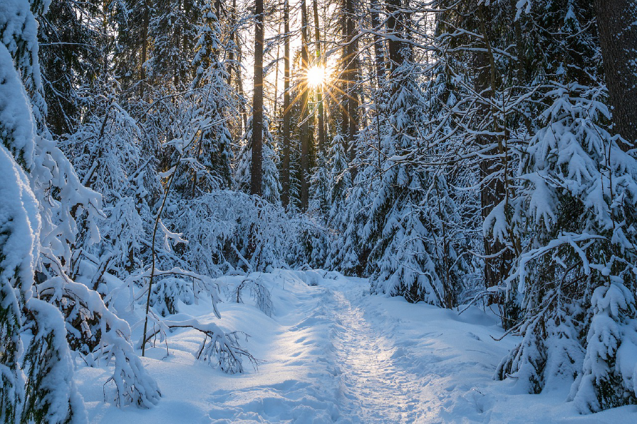 Snow Covered Trees Photograph Print 100% Australian Made