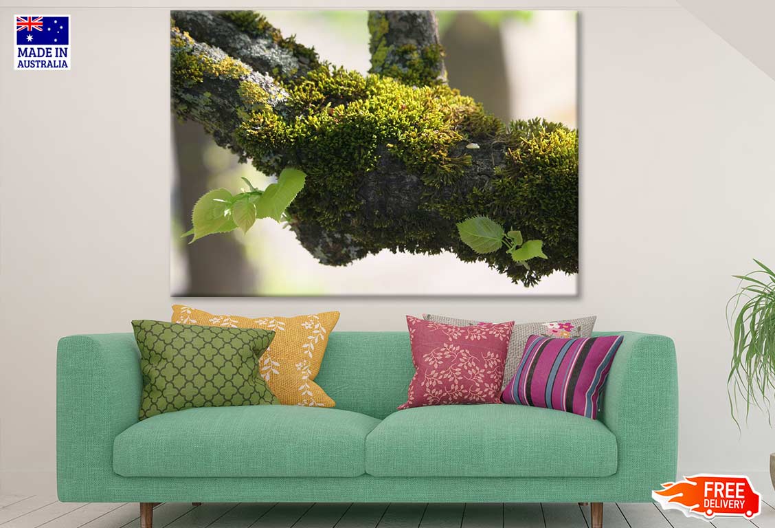 Tree Branch Closeup Photograph Print 100% Australian Made