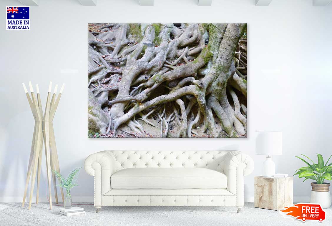 Roots Closeup Photograph Print 100% Australian Made