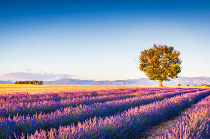 Bella Home Lavender Field Summer Sunset In France Print Canvas Ready to hang
