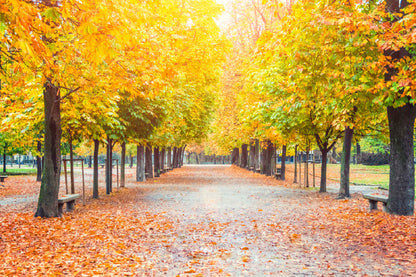 Yellow Autumn Trees Covered Road View Photograph Print 100% Australian Made