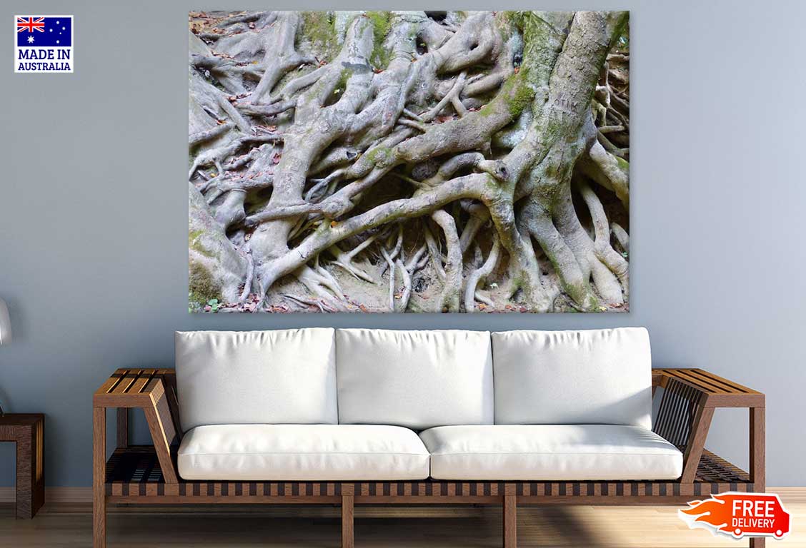 Roots Closeup Photograph Print 100% Australian Made