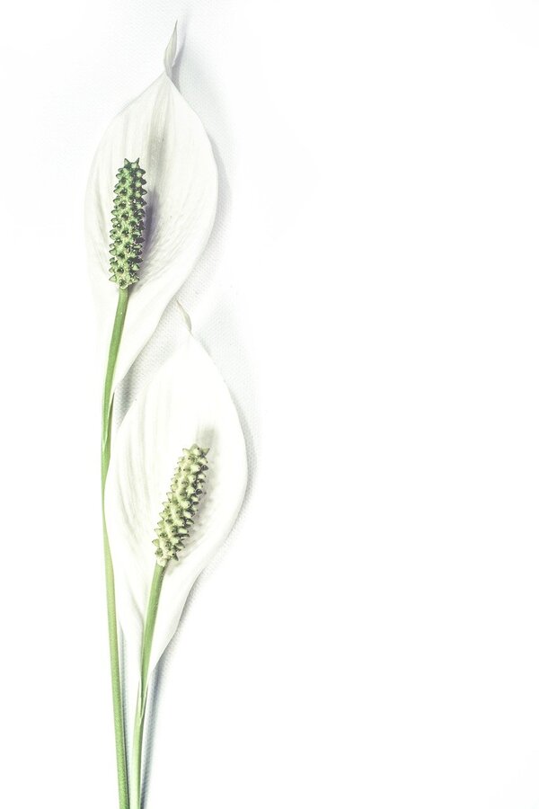 White Lilies Closeup Photograph Print 100% Australian Made