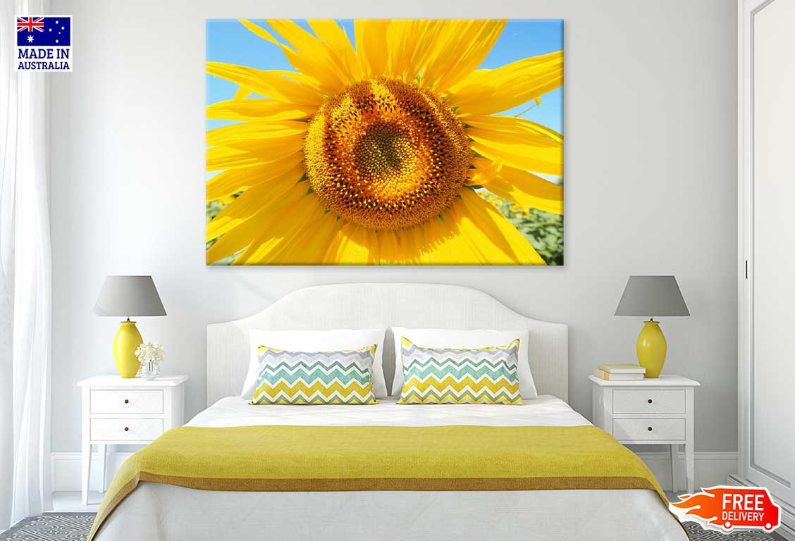 Sunflower & Blue Sky Closeup View Photograph Print 100% Australian Made