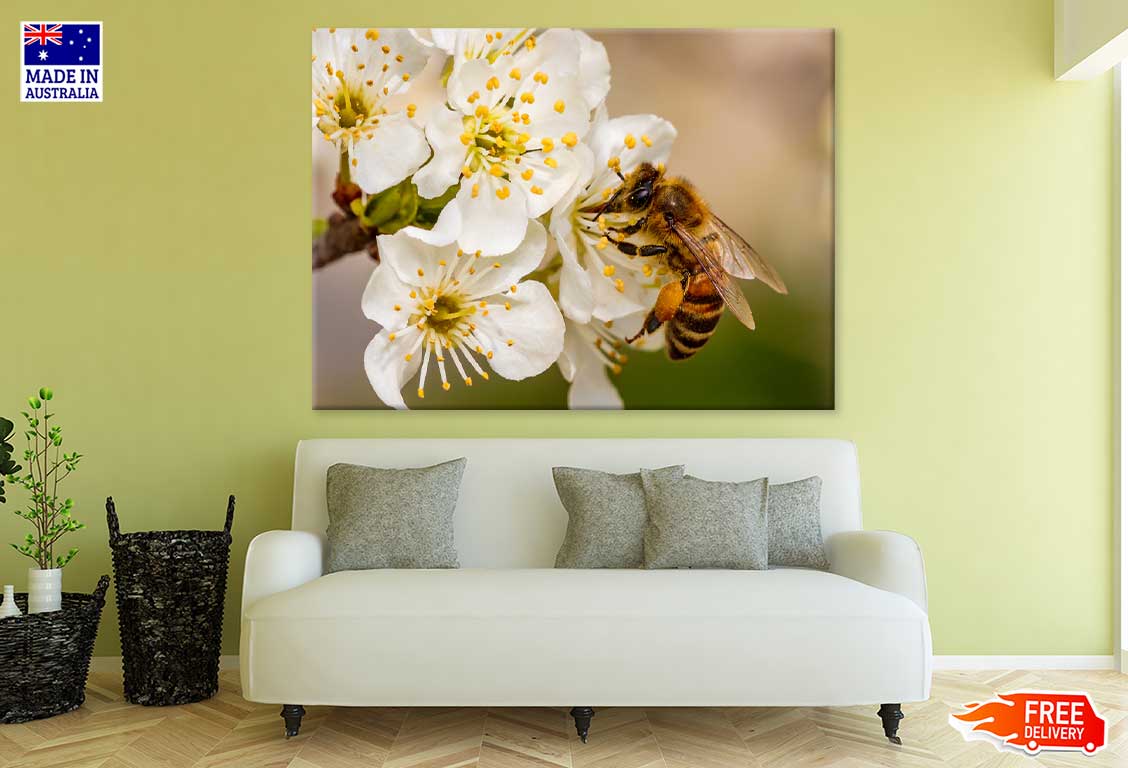 Bee on Cherry Blossom Flowers Photograph Print 100% Australian Made
