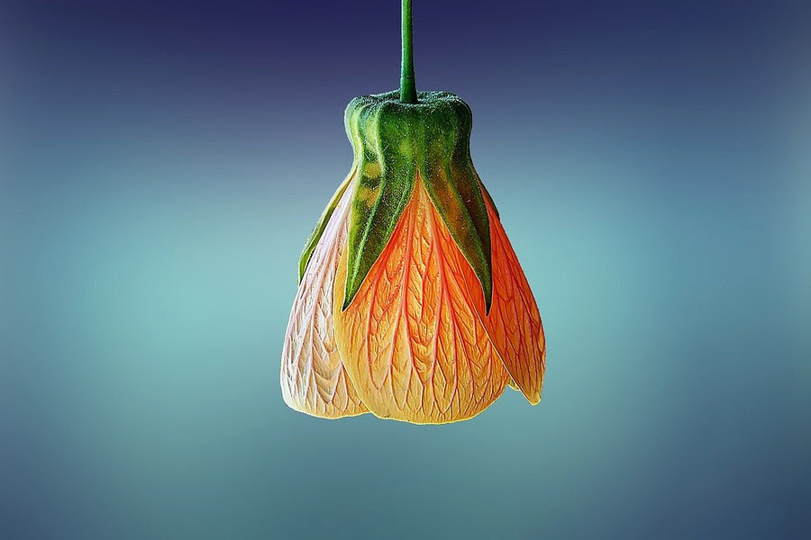Orange Flower Closeup Photograph Print 100% Australian Made