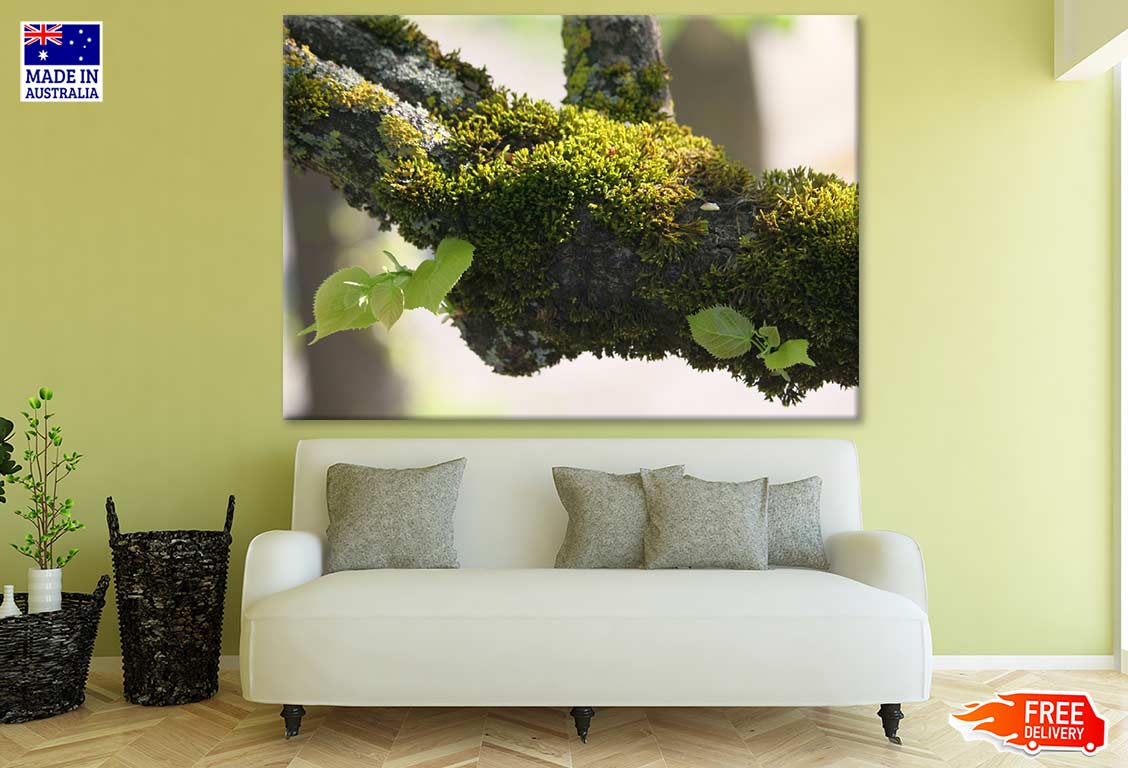 Tree Branch Closeup Photograph Print 100% Australian Made