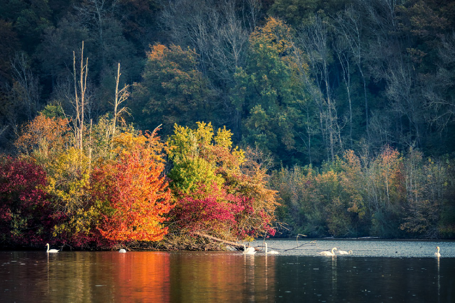 Colorful Bushes & Swans on Lake Photograph Print 100% Australian Made