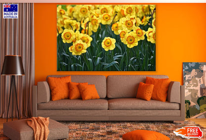 Yellow Daffodils Flowers Field Photograph Print 100% Australian Made