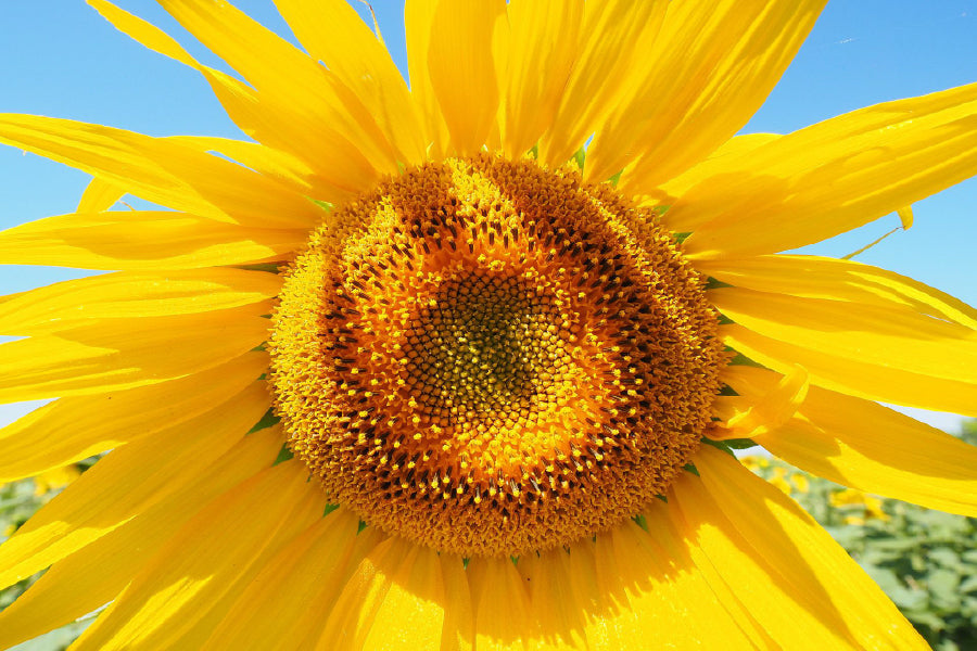 Sunflower & Blue Sky Closeup View Photograph Print 100% Australian Made