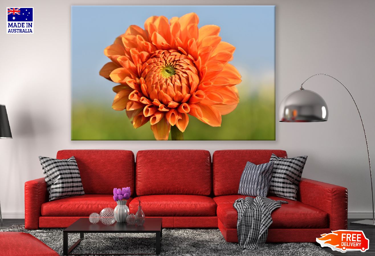 Orange Dahlia Flower Closeup Photograph Print 100% Australian Made
