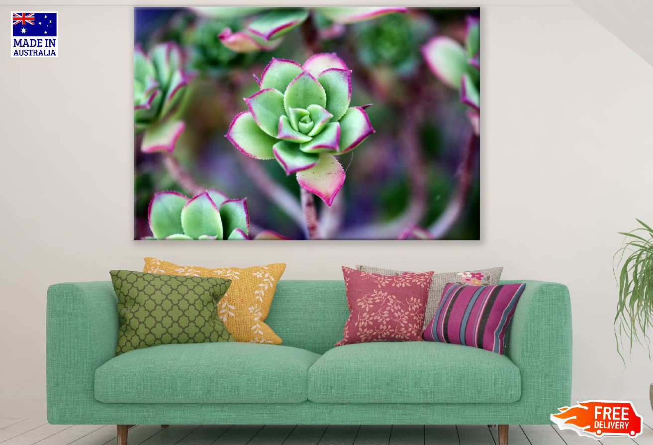 Green Purple Succulent Flower Closeup Photograph Print 100% Australian Made