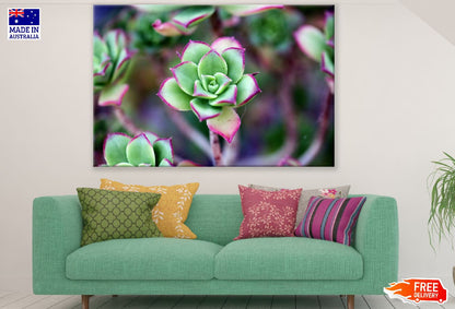 Green Purple Succulent Flower Closeup Photograph Print 100% Australian Made