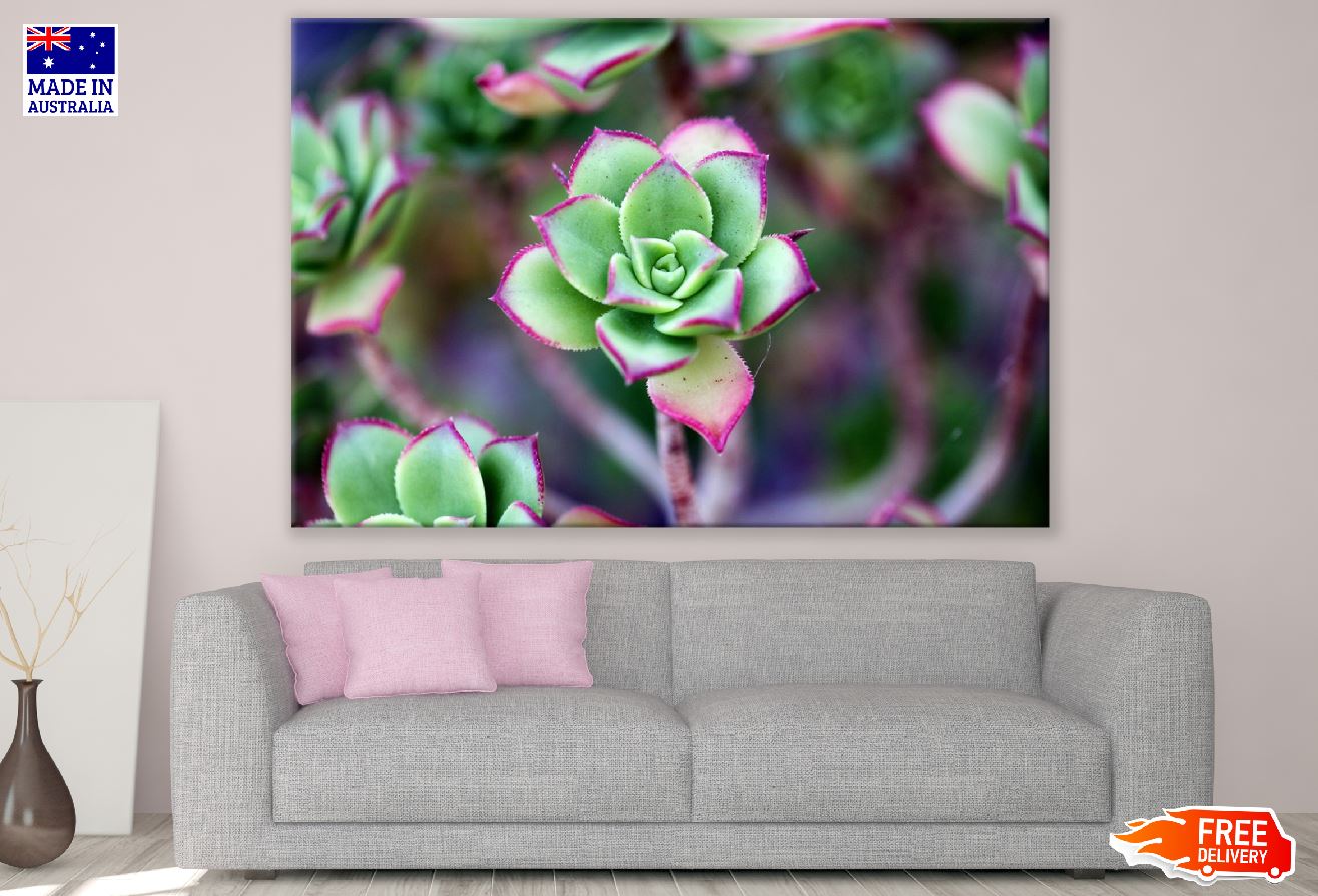 Green Purple Succulent Flower Closeup Photograph Print 100% Australian Made