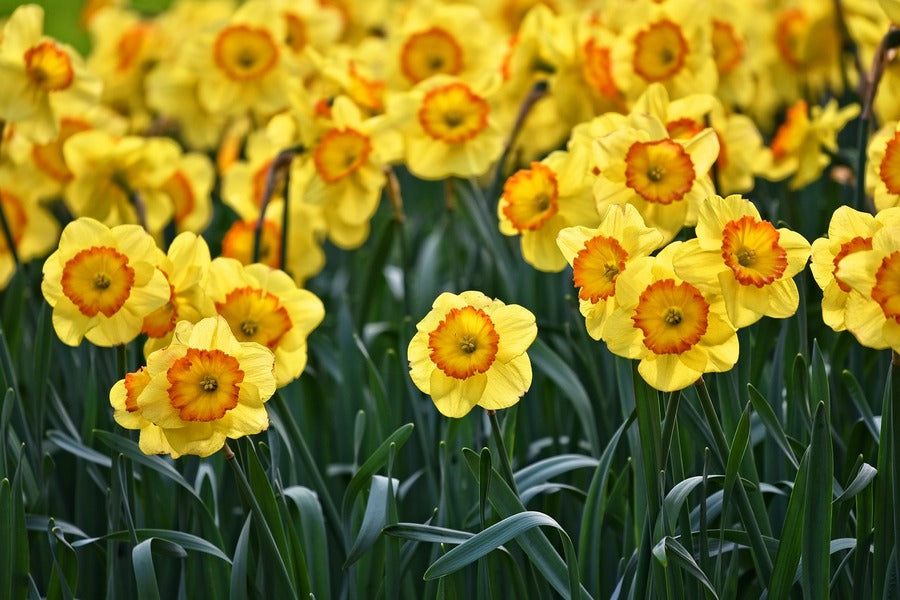 Yellow Daffodils Flowers Field Photograph Print 100% Australian Made