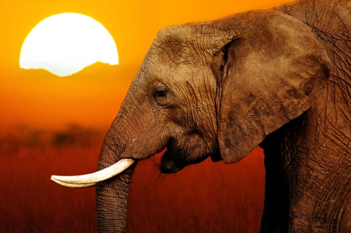 Elephant at Sunset Scenery Photograph Home Decor Premium Quality Poster Print Choose Your Sizes