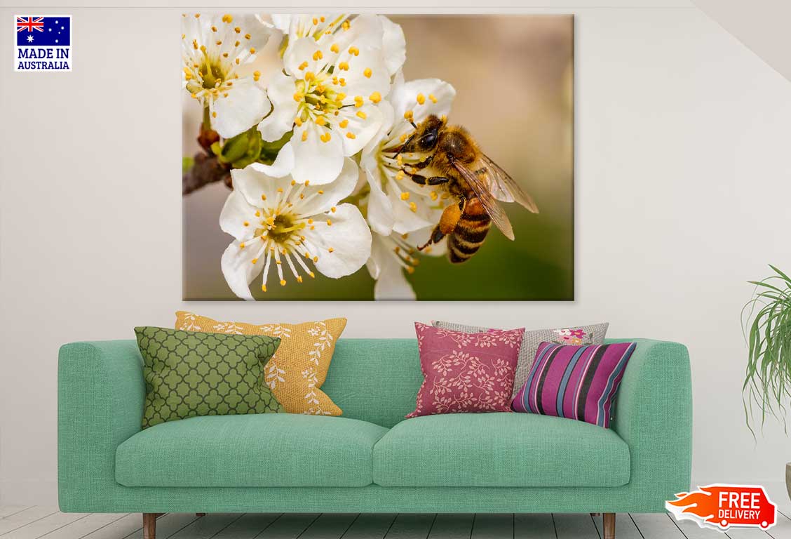 Bee on Cherry Blossom Flowers Photograph Print 100% Australian Made