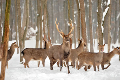 Deers in Forest Scenic Photograph Home Decor Premium Quality Poster Print Choose Your Sizes
