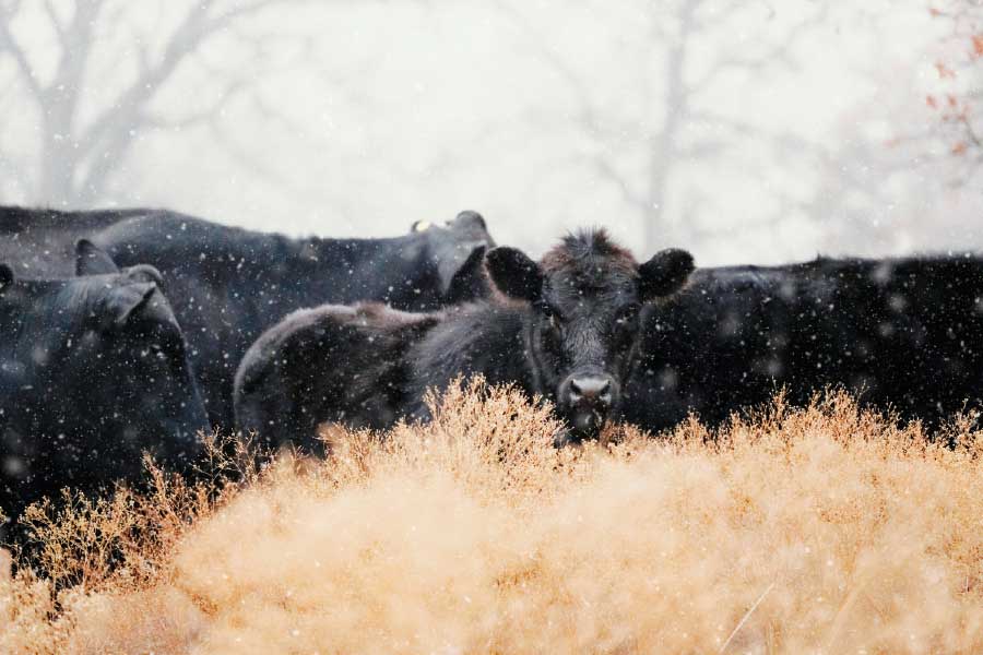 Bella Home Black Calves with Cows in Winter Print Canvas Ready to hang