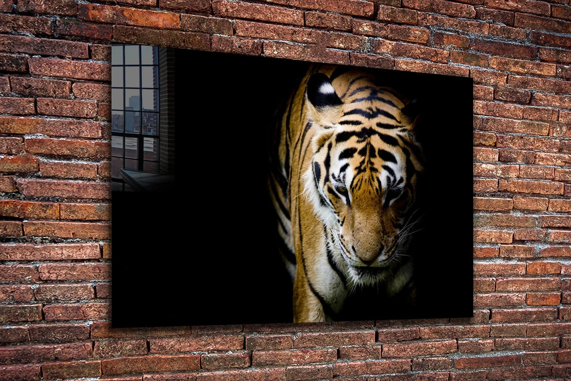 Tiger on Dark View Print Tempered Glass Wall Art 100% Made in Australia Ready to Hang