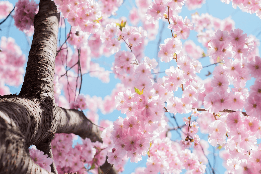 Pink Cherry Blossoms Tree Photograph Print 100% Australian Made