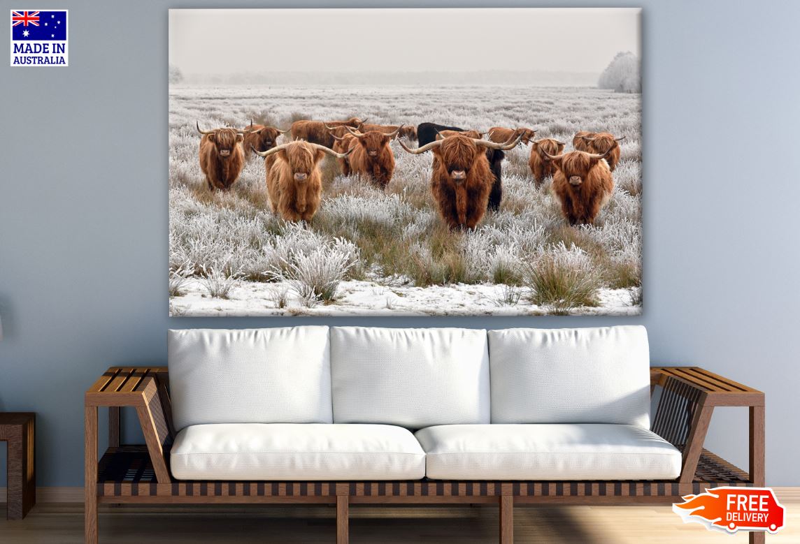 Highland Cow Herd Photograph Print 100% Australian Made