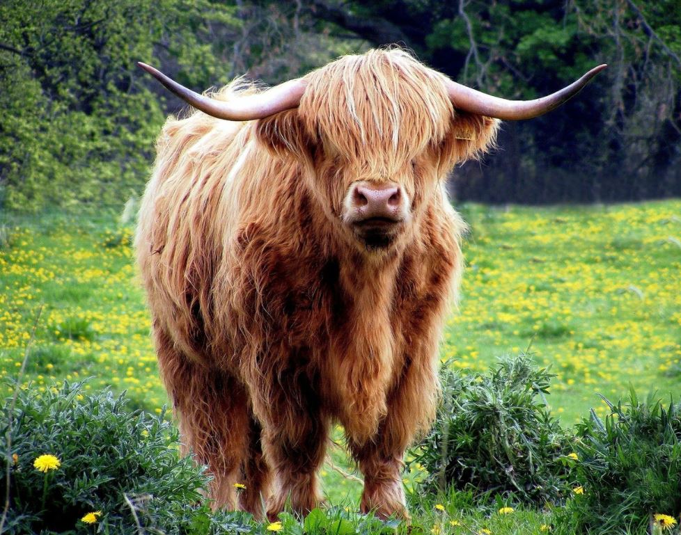 Highland Cow in Meadow Photograph Home Decor Premium Quality Poster Print Choose Your Sizes