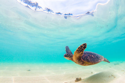 Turtle Underwater Photograph Home Decor Premium Quality Poster Print Choose Your Sizes