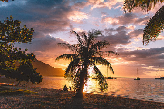 Palm Trees Near Sea Sunset Scenic Print 100% Australian Made