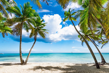 Palm Trees at Sea Scenery View Print 100% Australian Made