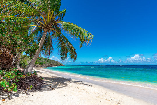 Palm Trees Near Sea Photograph Home Decor Premium Quality Poster Print Choose Your Sizes