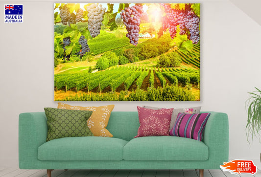 Grapes & Stunning Field View Print 100% Australian Made