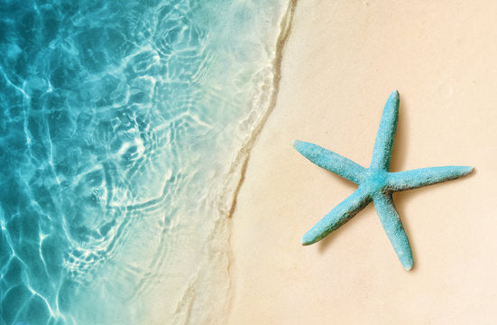 Starfish on Sea Shore Photograph Home Decor Premium Quality Poster Print Choose Your Sizes