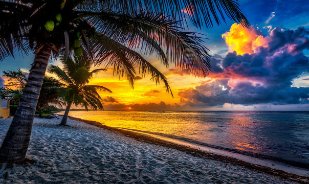 Palm Trees & Sea Sunset Scenery Print 100% Australian Made
