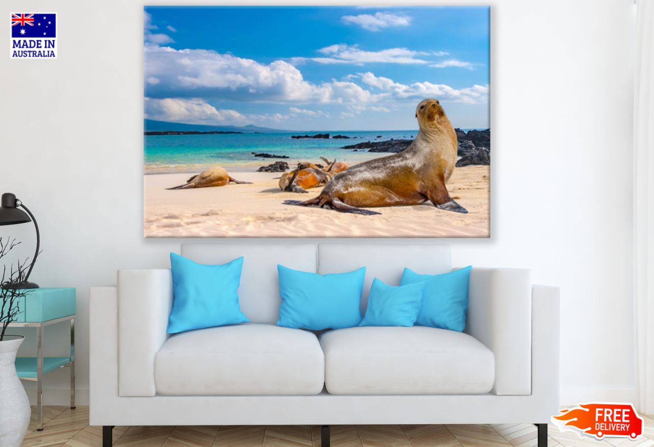 Sea Lions on Sea Shore Photograph Print 100% Australian Made