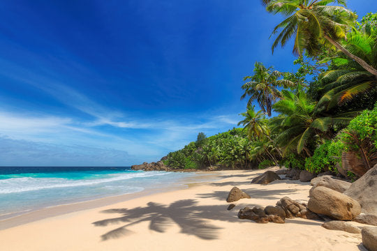 Palm Trees Near Sea Photograph Print 100% Australian Made
