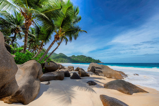 Palm Trees Near Sea Photograph Home Decor Premium Quality Poster Print Choose Your Sizes