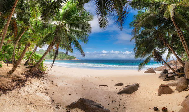 Palm Trees Near Sea Photograph Home Decor Premium Quality Poster Print Choose Your Sizes